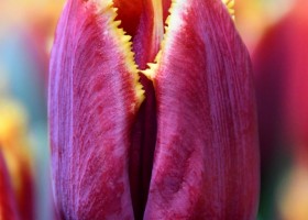 Tulipa Mercure ® (3)